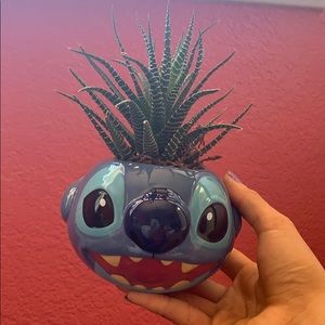 LILO & Stitch + REAL Succulent